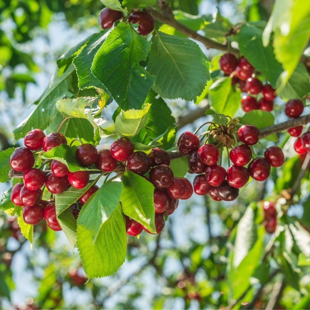 Bright Red Cherry Trees Live Plants 3-4 Feet Tall, Sweet Cherry Fruit Plants Live 3 Gallon Pot, Hardy Fruit Trees for Planting, No Ship to CA