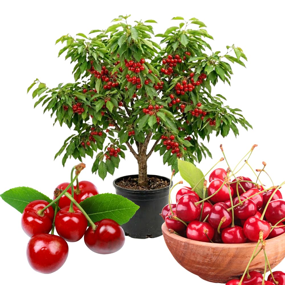 Cherry Trees Live Plants, Cold Hardy and Sweet Cherry Tree in 3 Gallon Pot, 2 to 3 Feet Tall, Cherries Fruit Plant for Outdoor Garden, No Ship to CA (Bright Red)