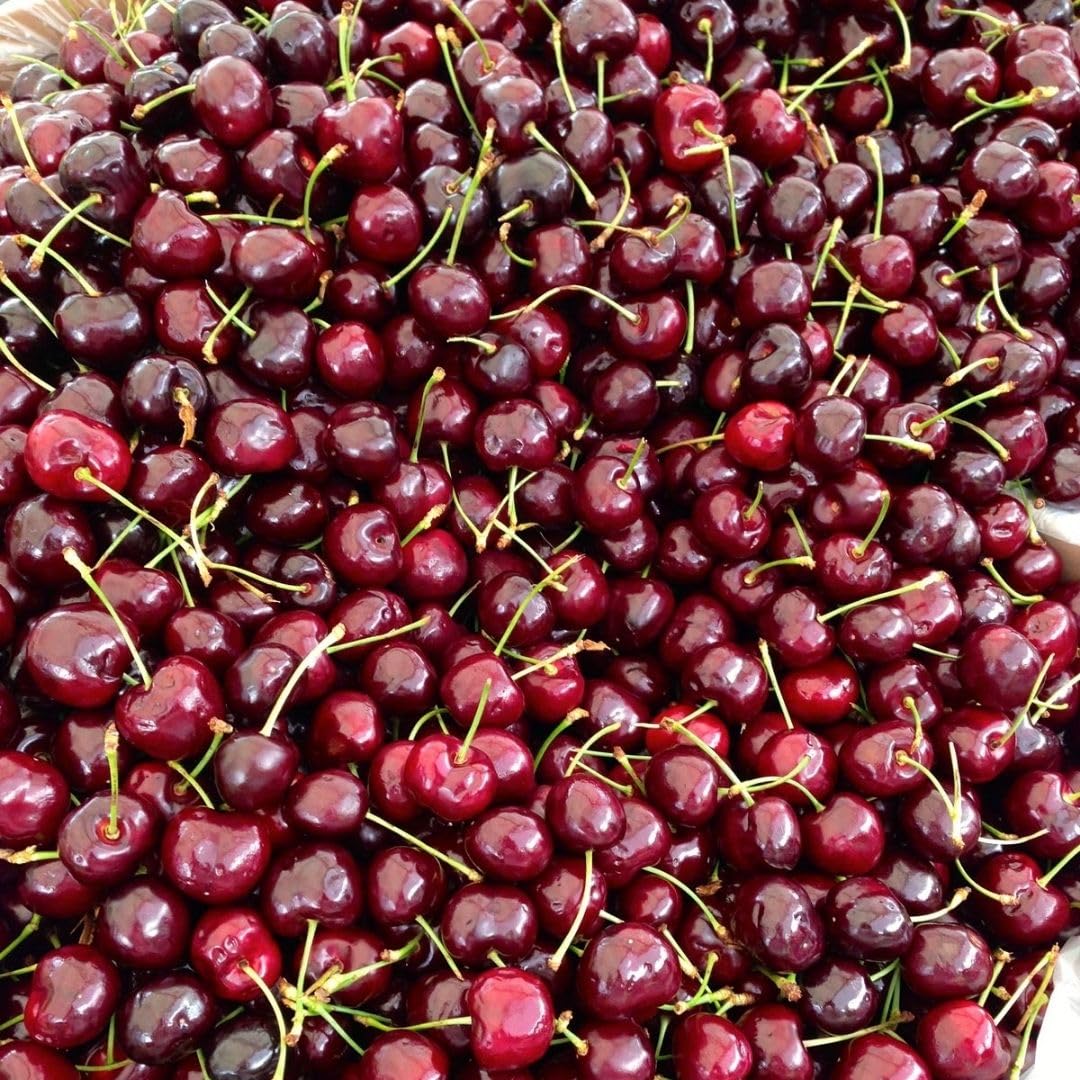 Deep Red Cherry Trees Live Plants 3-4 Feet Tall, Sweet Cherry Fruit Plants Live 3 Gallon Pot, Hardy Fruit Trees for Planting, No Ship to CA