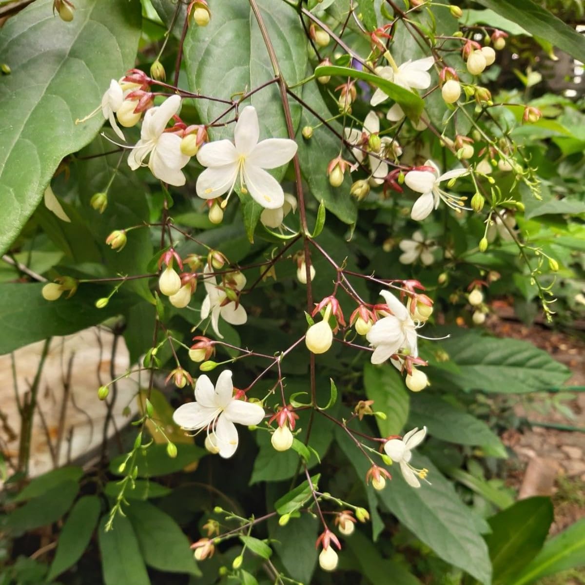 Clerodendrum Plant, Clerodendrum Wallichii Smithianum Plant in 3 Gallon Pot, 1-2 Ft Tall Fragrant Light Bulb Chain of Glory Flowers Vine Bush, Well Rooted
