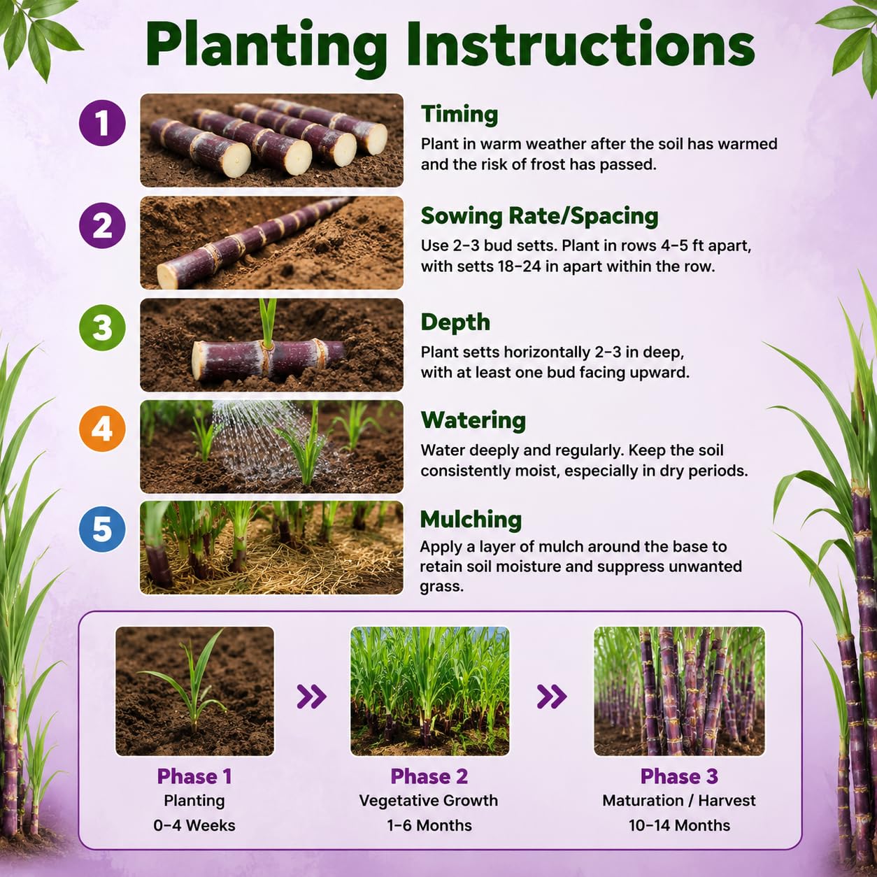 Purple Sugarcane Plant Live in 6 Inch Pot, 3-4 Sugar Cane Plants, Sweet Hardy Ornamental Plants for Garden, Patio and Container Planting, No CA