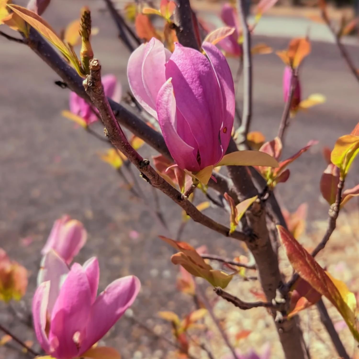Jane Magnolia Live Plant, 3 Gallon Pot, 2–3 Ft Tall, Flowering Tree with Pink Purple Blooms for Patio or Landscape, No Ship to CA