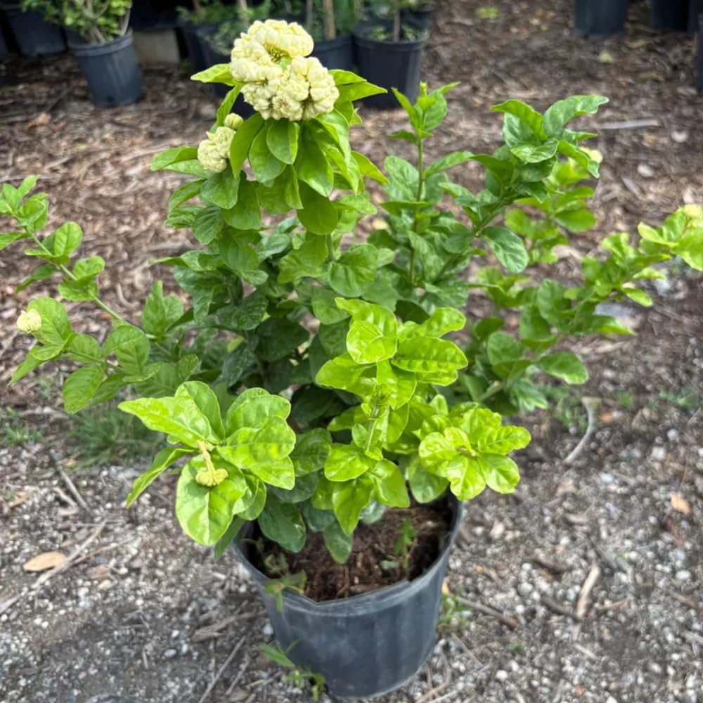 Grand Duke Jasmine Plant Live, 3 Gallon Pot, Fragrant White Jasmine Plants, 1-2 Ft Tall Perennial Flowers Bush Plant, No Ship to CA