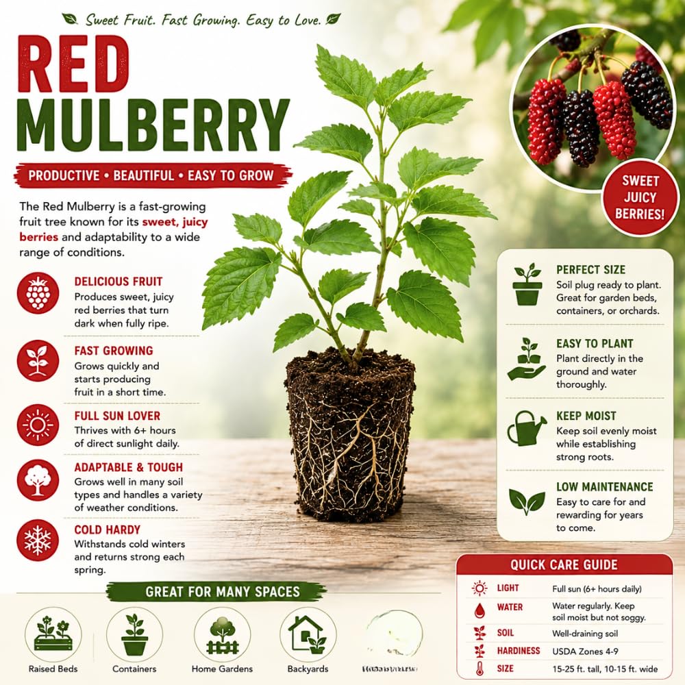 Red Mulberry Fruit Plant Live, Sweet Edible Fruit Tree, 4-7 Inch Tall