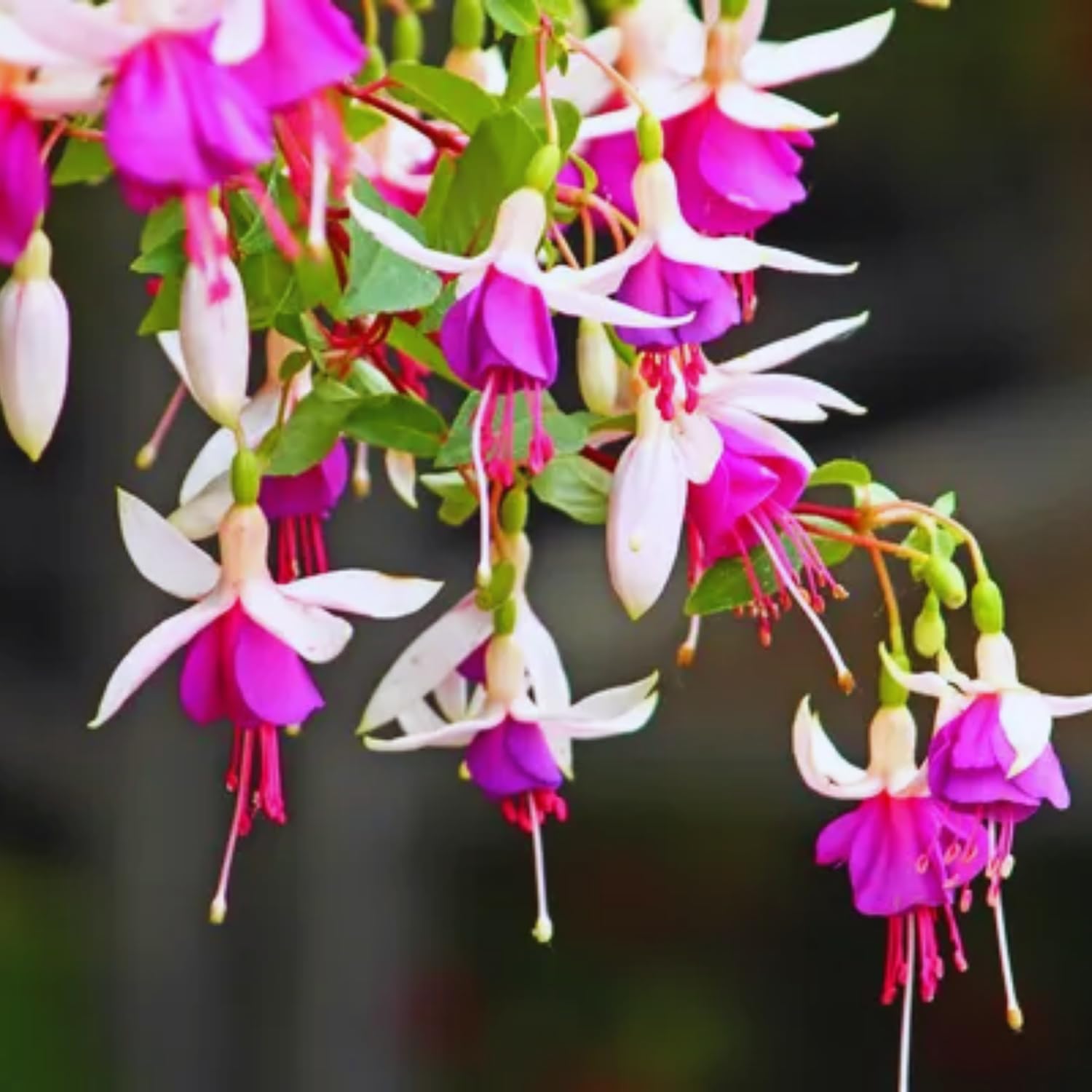3 Fuchsia Plants Live, 5 to 7 Inc Tall, Purple White Fuchsia Flower Plants for Your Garden