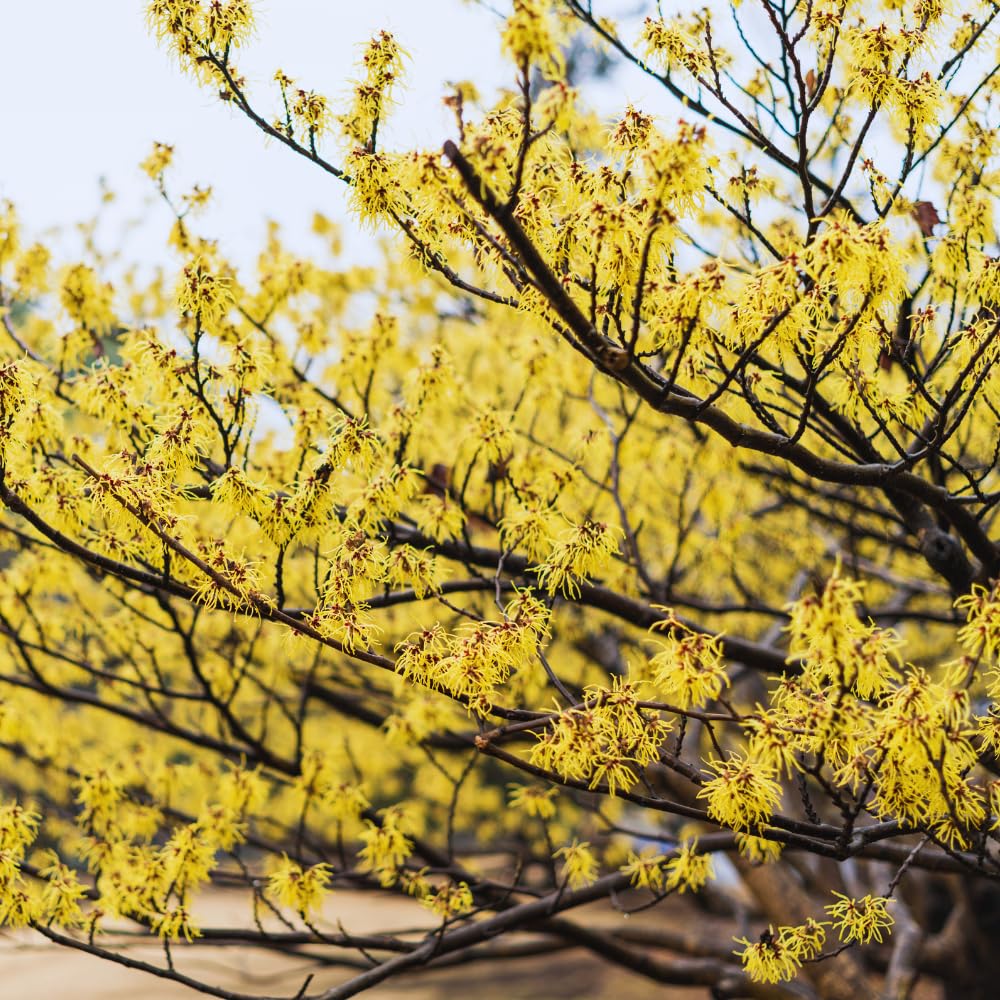 Witch Hazel Tree Live Plant, Witch Hazel Bush Shrub Plants in Quart Pot, 6 to 10 Inc Tall, Quart Pot