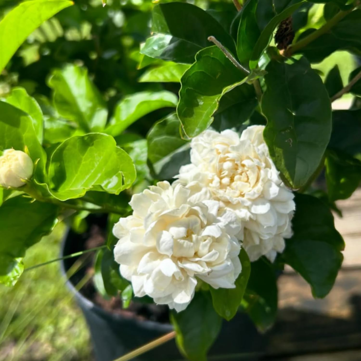 Duke Jasmine Plant Live, Fragrant White Blooming Vine, 2-3 Feet Tall in 3 Gallon Pot, Outdoor Garden Climbing Plant, No Ship to CA