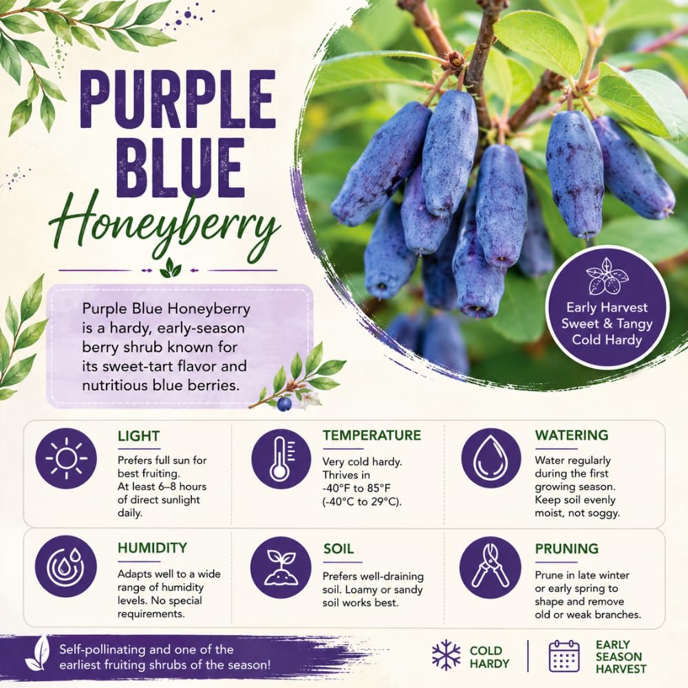 Blue Honeyberry Plant Live, Haskap Berry Fruit Tree, 4-6 Inch Tall