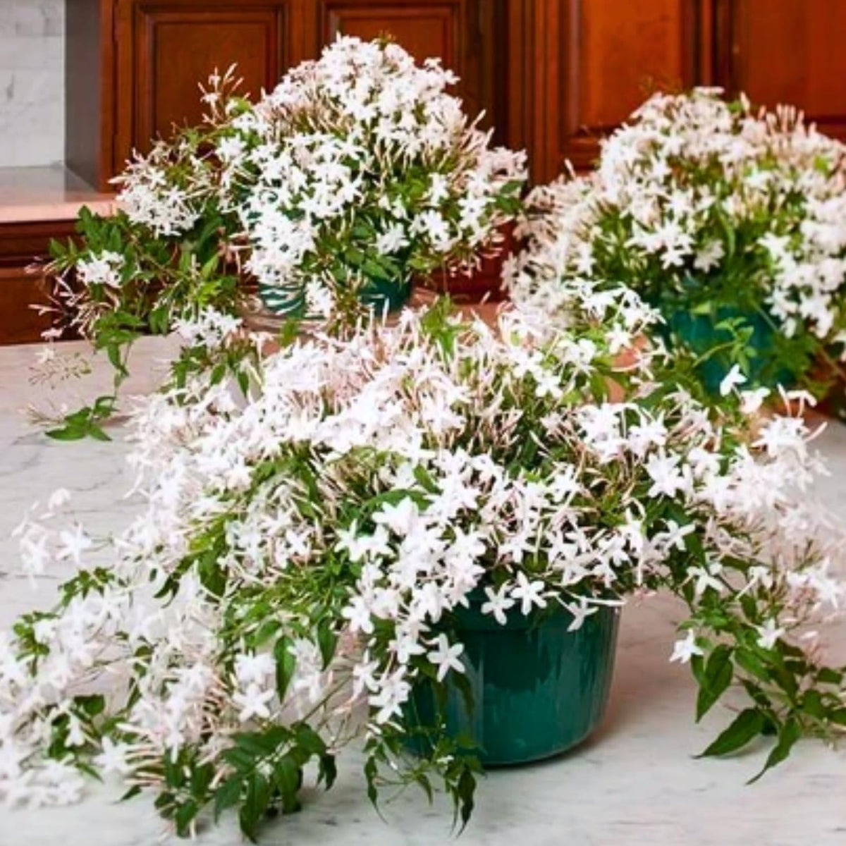 Pack 4 Jasmine Plants Live, Night Blooming Jasmine Flowers, Fragrant Flowering Shrub for Garden or Containers, 4-6" Tall