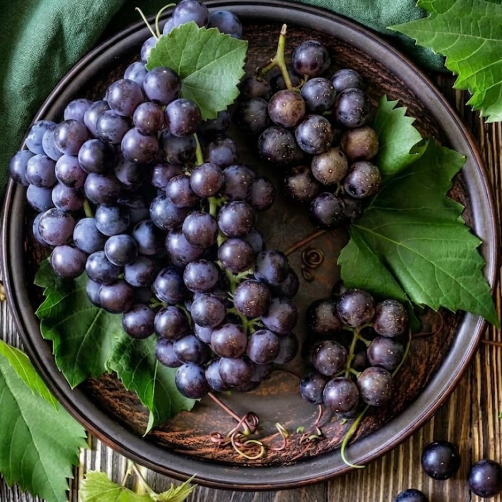 Muscadine Grape Vine Live Plants, 20–24 Inches Tall in 1 Gallon Pot, Purple Grape Plant for Outdor Planting, Hardy Fruit Vine, Cold Hardy, 1 Year Old, No Ship to CA
