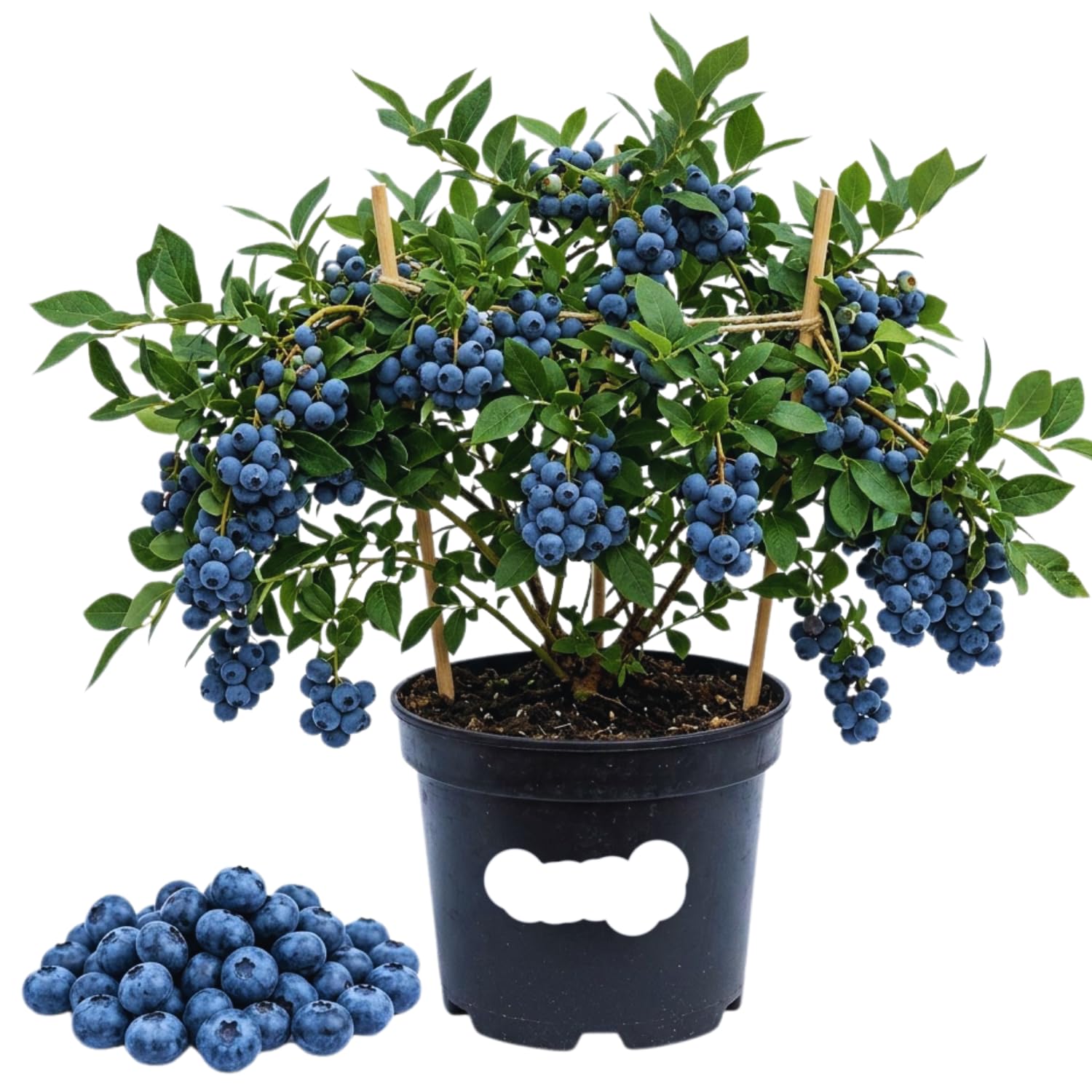 Sweet Blueberry Plant, Blueberry Bushes Live Plant, Fruit Bearing Bushes, 2 Gallon Pot, Outdoor Garden Plant, No Ship to CA