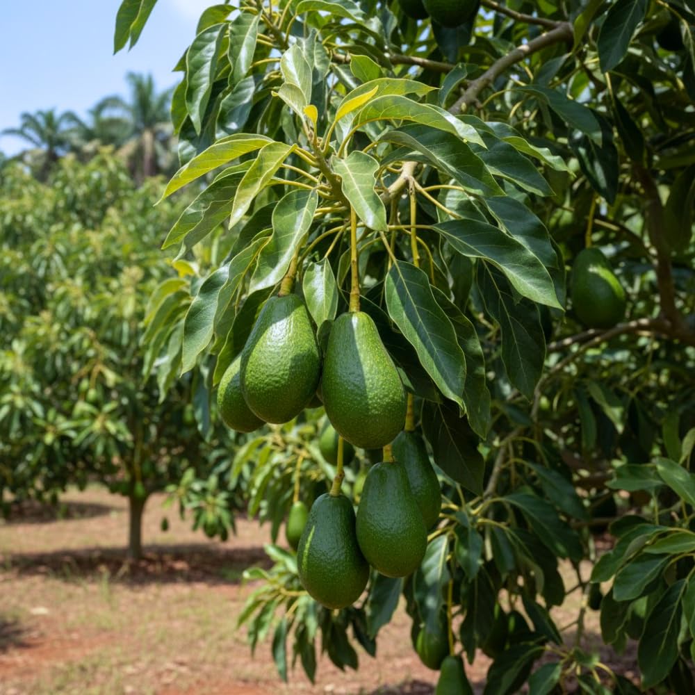 Avocado Tree Live Plant, Large Round Avocado Plants Live in 3 Gallon Pot, Fruit Bearing, Cold Hardy Fruit Tree for Backyards and Edible Gardening