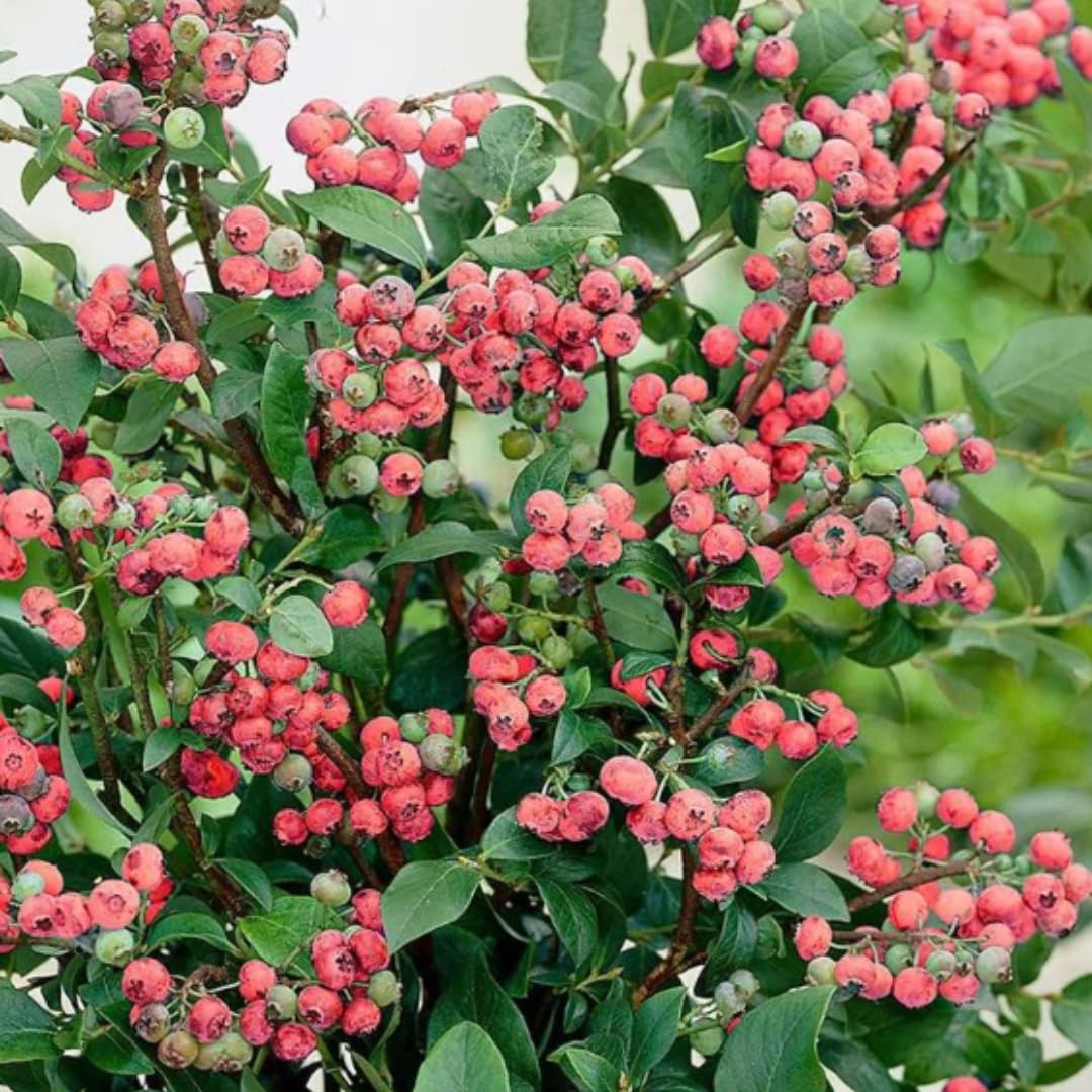 2 Year Old Pink Lemonade Blueberry Bush Tree Live Plant 1-2Feet Tall in 1 Gallon Pot, Blueberries Plants, High Yielding, Ready to Fruit, No CA