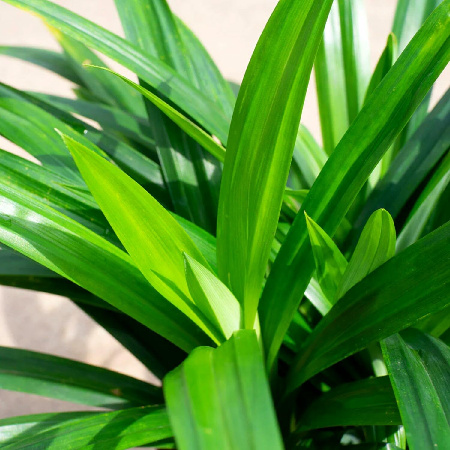 Pandanus Amaryllifolius Plant from 4 Inches, Pandan Plant Live, Indoor Outdoor Planting
