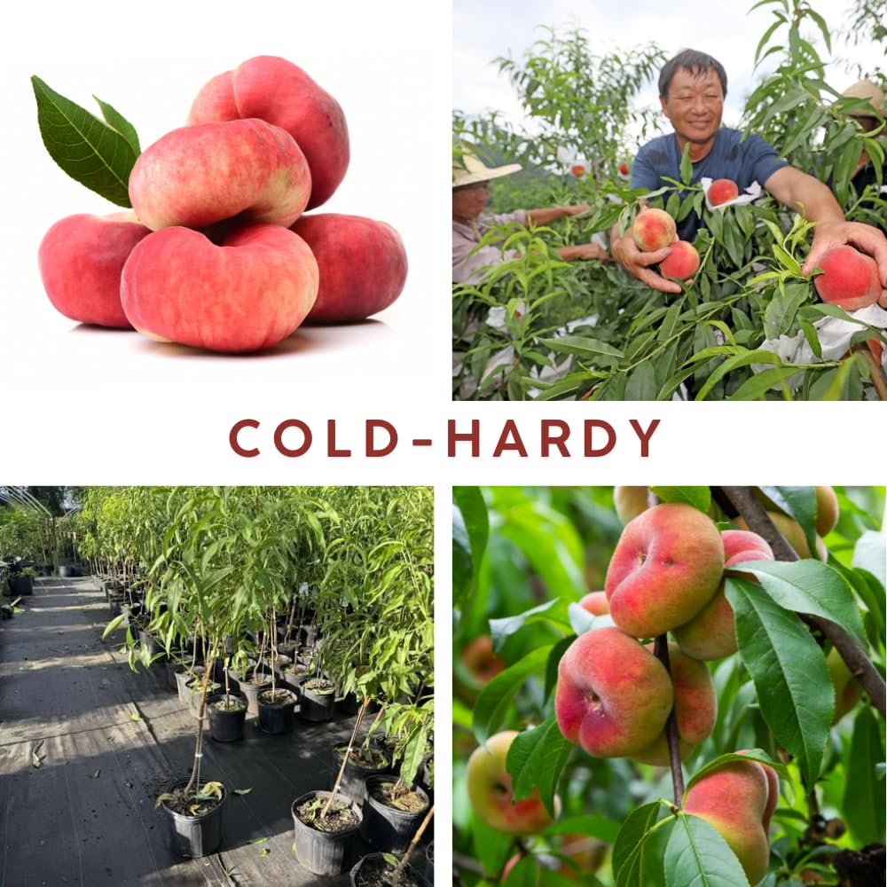 3-4 Ft Donut Peach Tree Grafted Live Plant for Planting in 3 Gallon Pot, Sweet Peach Tree Plant Live Sweet Flavor Peach Plant No CA,