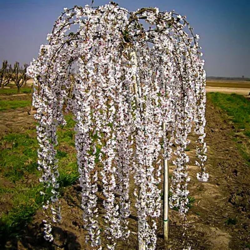 Live Cherry Blossoms Tree Plant, Weeping Yoshino Flowering Cherry Blossom in 2.5 Inches Pot, Dormant in Winter, Perennial Bloom, 9 Months Old Trees