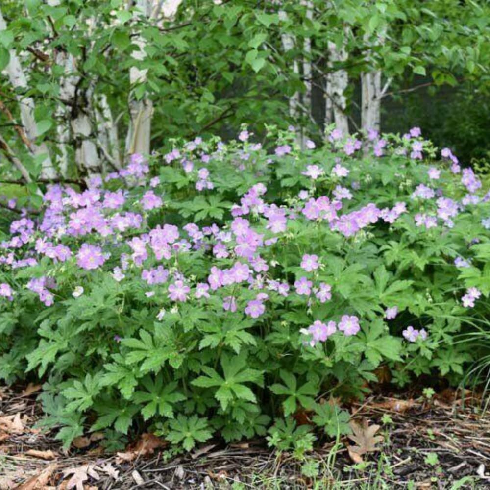 Wild Geranium Plant Roots, 5 Roots Perennial, Purple Flowers Wild Geranium Plant Bulbs Groundcover