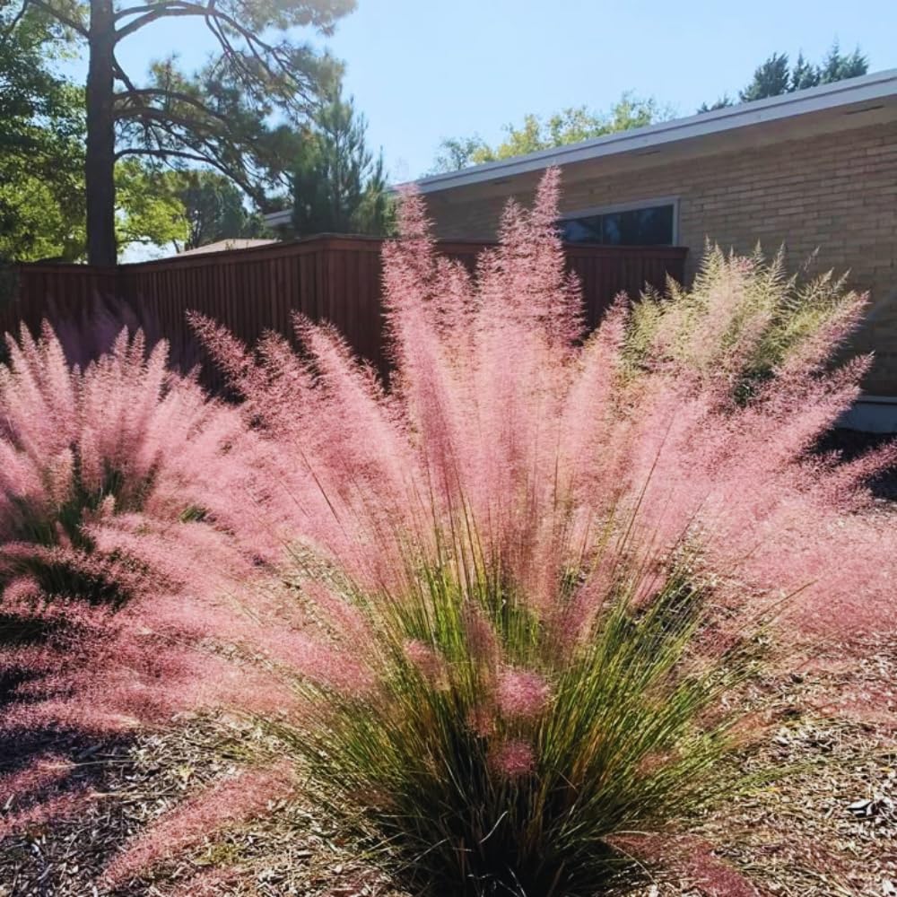 2 Pink Muhly Grass Plants Live, 5 to 7 Inches Tall, Ornamental Grass Live Plant for Growing Indoor, Outdoor