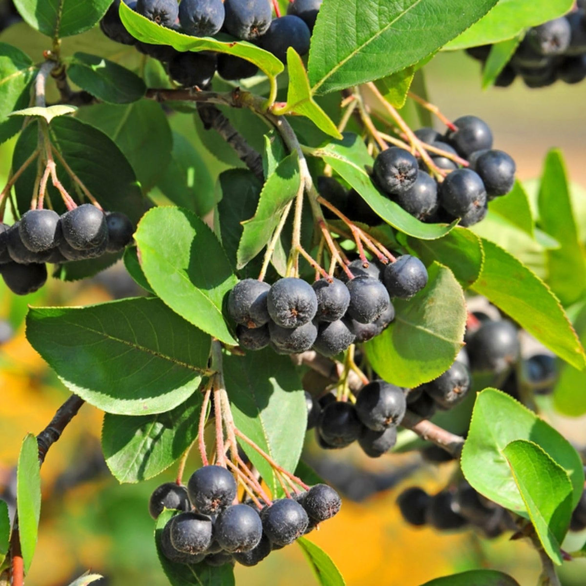 Black Chokeberry Plant Live 6-12 Inch Tall