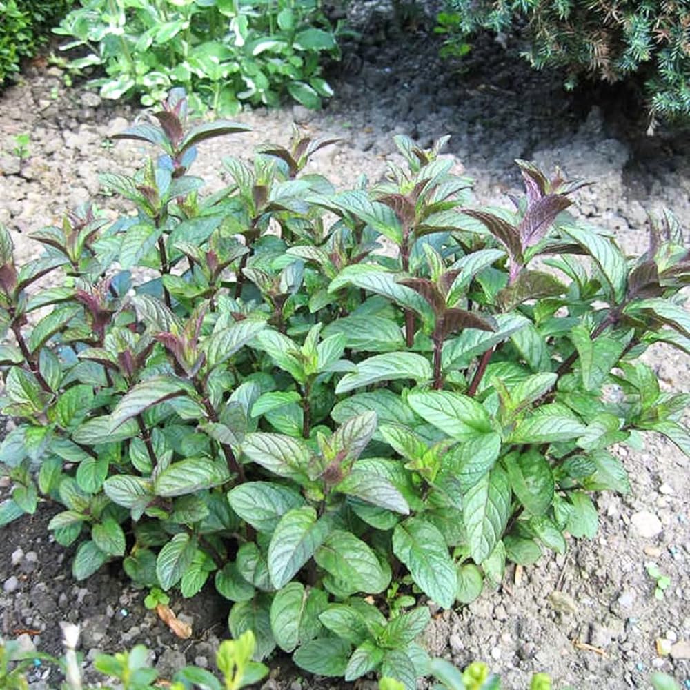Mixed Mint Plants Live, 4 Pack Assorted Mint Varieties, 4-6" Tall, Culinary Herb Plants for Indoor or Outdoor Growing