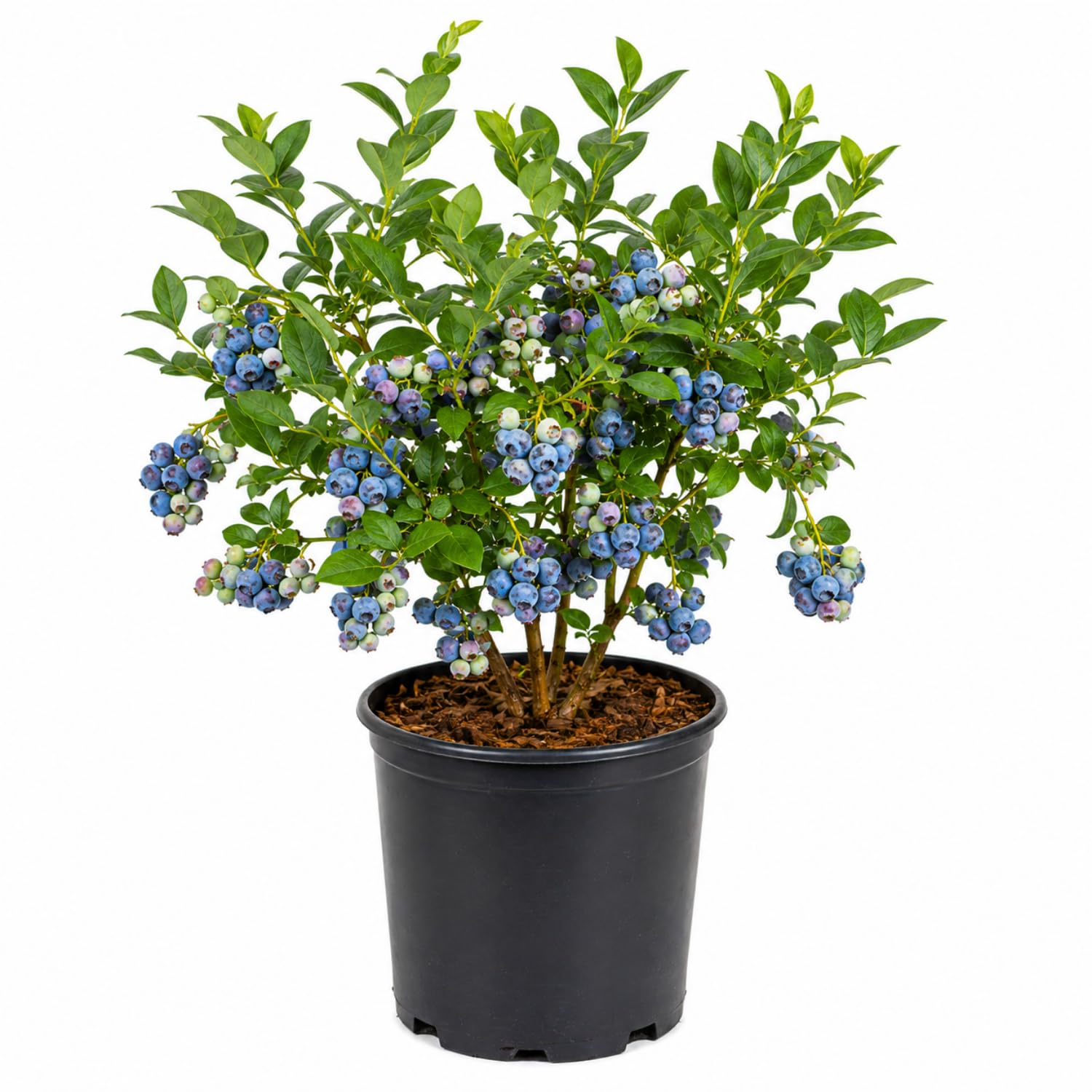 Blueberry Plant 2-3 Feet Tall in 2 Gallon Pot, Live Fruit Bush for Garden, Patio Containers, Backyard Growing, No CA (Prince)