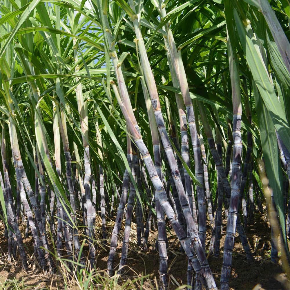 Purple Sugarcane Plant in 6" Pot, 3-4 Sugar Cane Plants Potted, Fast Growing Tropical Starter Plants for Indoor and Outdoor Gardening, No Ship to CA