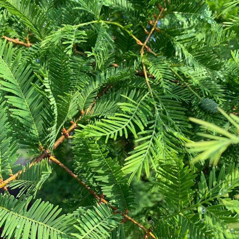 Dawn Redwood Plant in Quart Pot, 6 to 12 Inch Tall Redwood Tree Plant Potted, Shade Tree, Dormant in Winter