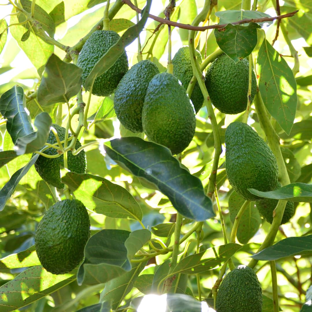 Avocado Tree Live Plant Up to 8 Months Old, 6-12 Inches Tall, Cold Hardy, Smooth and Sweet Tropical Fruit Trees for Zones 5-11