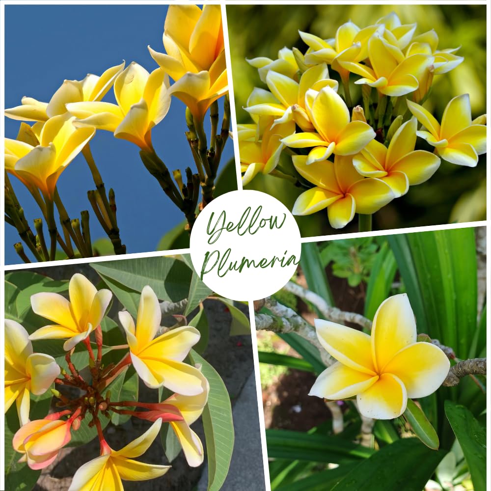 Set of 2 Plumeria Cuttings, Frangipani Plant, 12 Inch Live Cutting, Tropical Fragrant Blooms, Plumeria Frangipani Cuttings for Outdoor Growing (Yellow)
