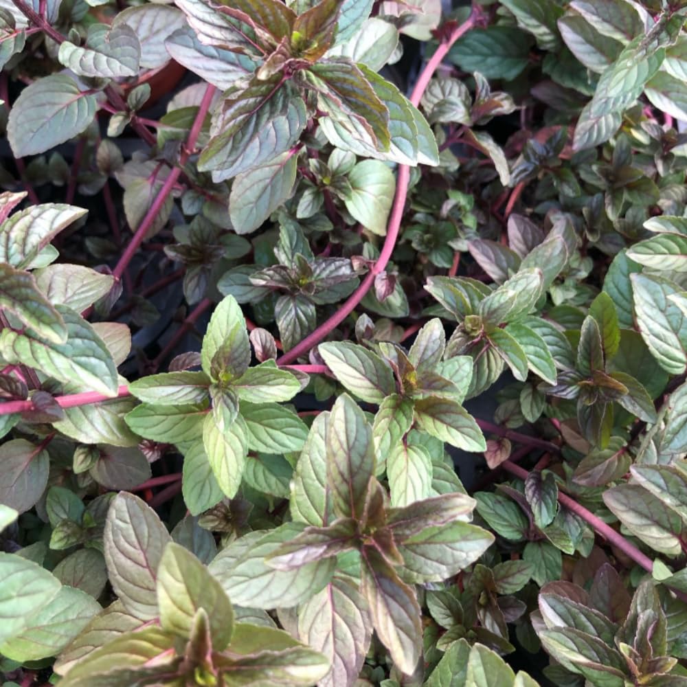 6 Chocolate Mint Plants Live Herbs, Well-Rooted Starter Plants from 4 to 6 Inch Height