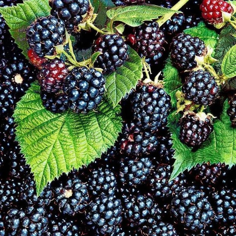 Pack 2 BlackBerry Plants Live, 4-8 Inch Tall, Big Blackberries Fully Rooted High Yield Berry Plants for Outdoor Planting