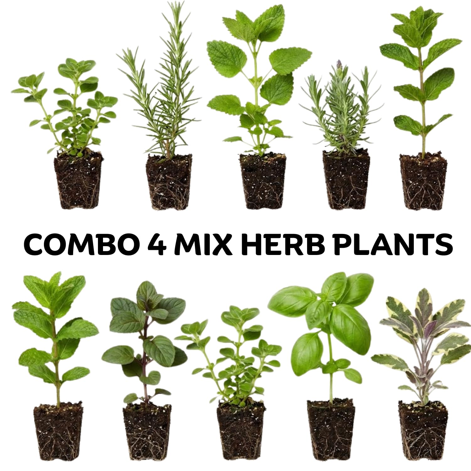 Pack 4 Mix Herb Live Plants, 4-8" Tall Fragrant Lemon Balm, Rosemary, Basil, Oregano and More Varieties Plants Herbs for Garden, Patio and Kitchen Growing, No Pot, Live Herbs Seedlings