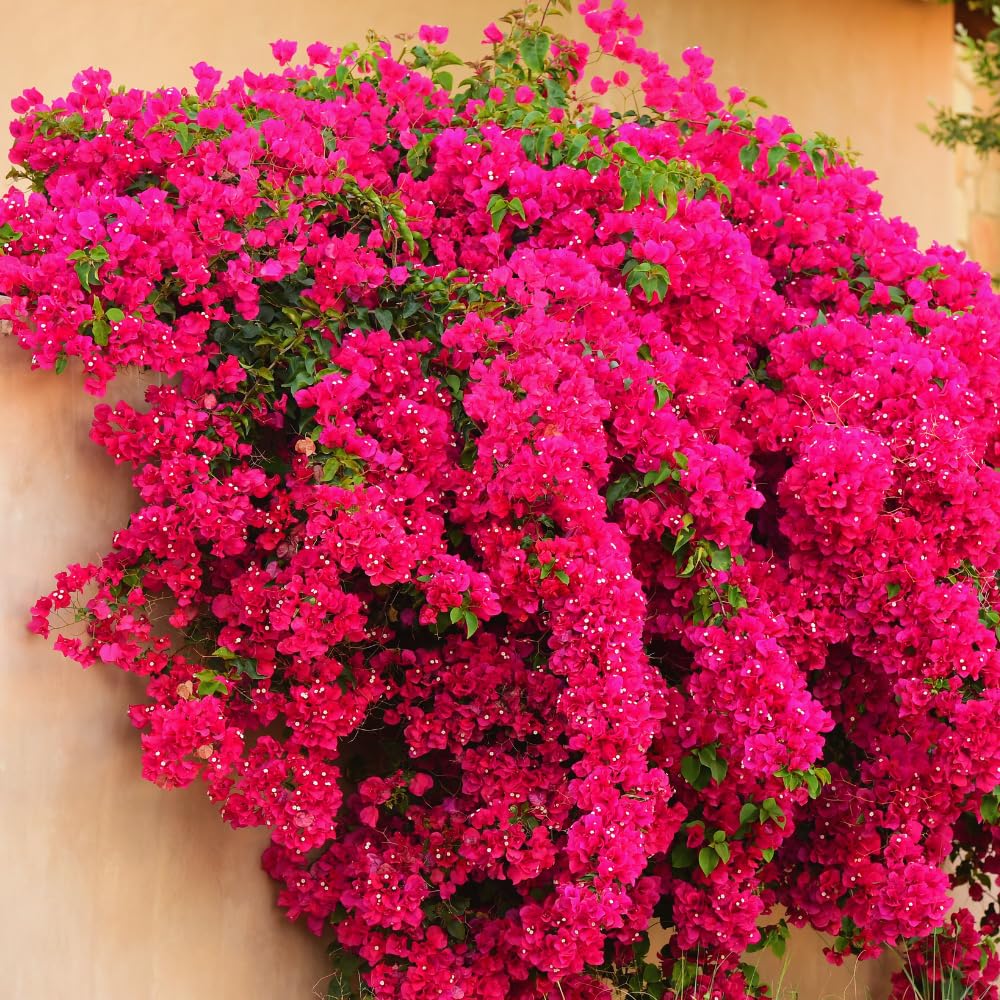 Set 4 Assorted Bougainvillea Plants Live, Bougainvillea Vine Plant, 4 to 6'' Tall, Climbing Flower Tropical Plant, No Pot