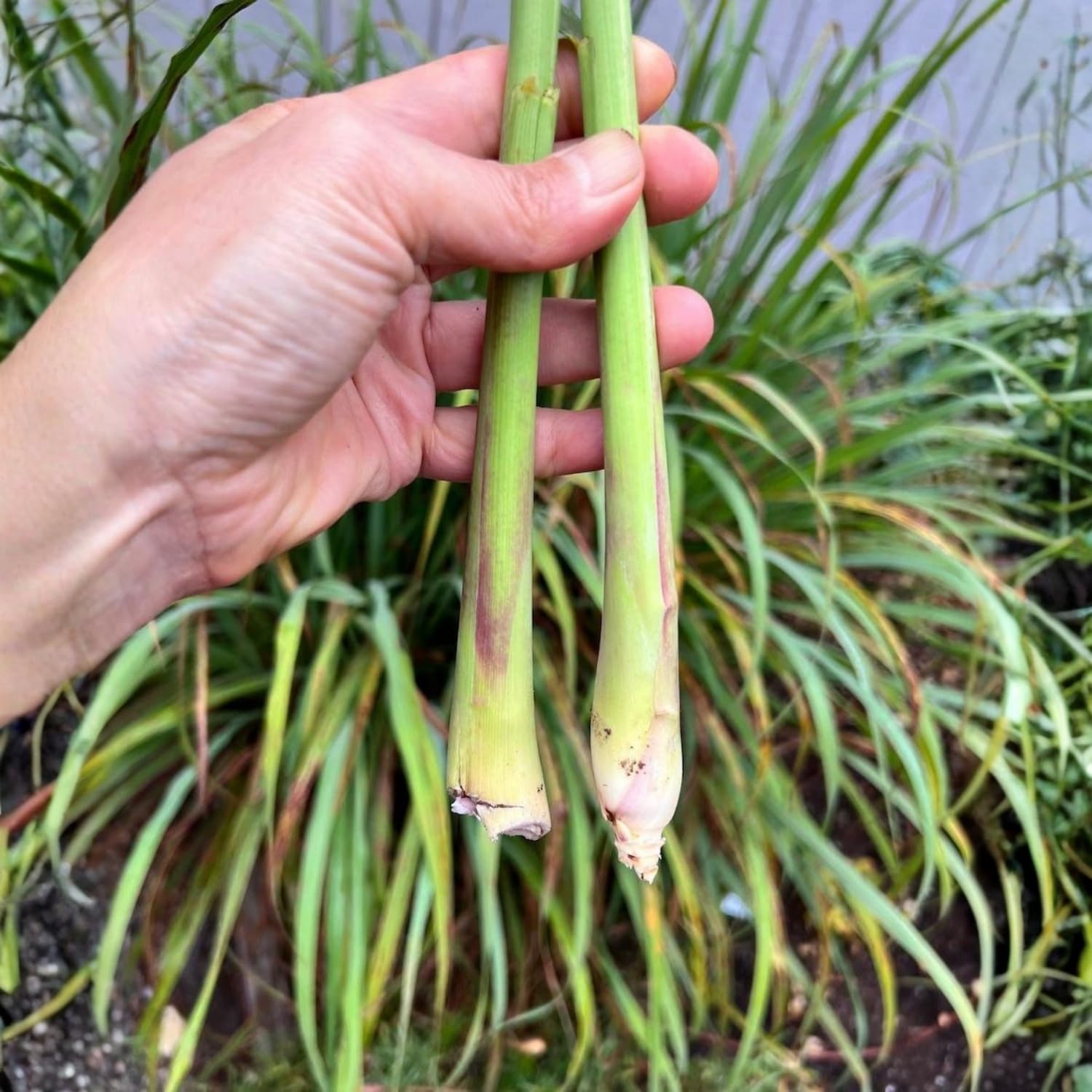 6 Live Lemongrass Plants Stalks Rooted, Hardy Fragrant Lemon Grass Herb for Planting Indoor Outdoor