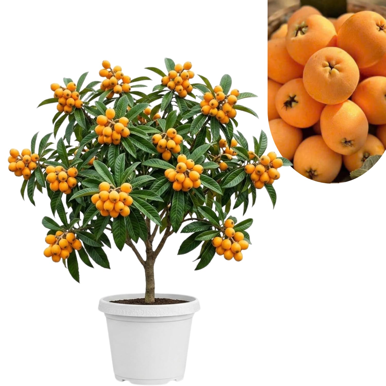 2 Years Old Golden Loquat Tree Plant Live in 3 Gallon Pot, Sweet Loquat Fruit Live Plant Spring Garden Outdoor, No Ship to CA
