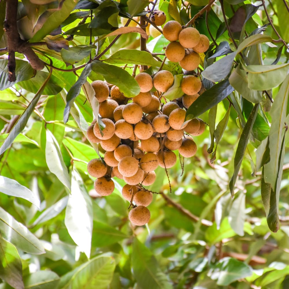 Longan Tree Live Plant, Longan Plants Well Rooted, Tropical Fruit Tree Outdoor Garden 2 Ft Tall in Gallon Pot, No Ship CA