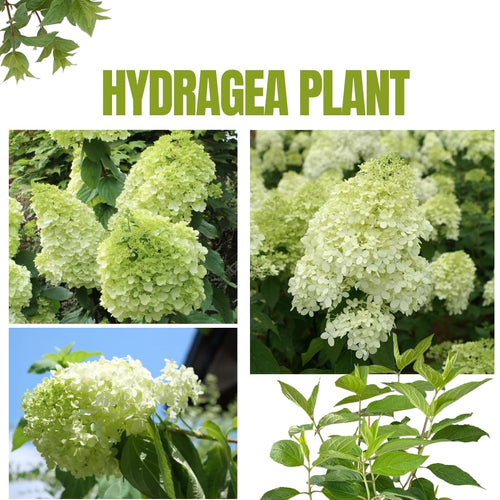 2 Lime Hydrangea Plant Live Rooted Cutting, Hydrangea Tree Live Plant for Planting, 1 to 2 Feet Tall