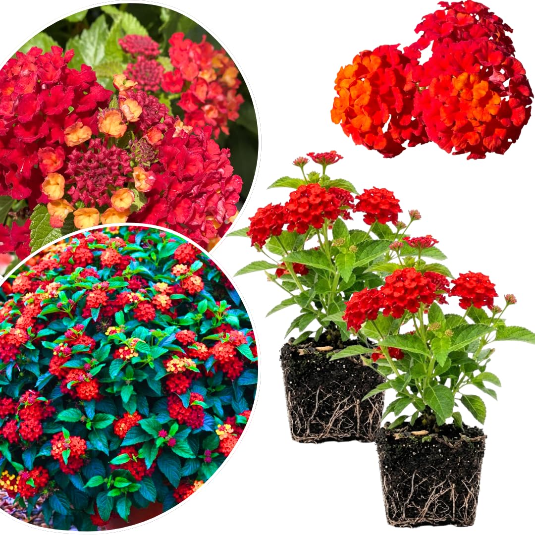 2 Lantana Plants Live, Lantanas Live Plants for Planting Indoor Outdoors, Perennial Flowers, 4-9 Inch Tall Well-Rooted (Red Lantana)
