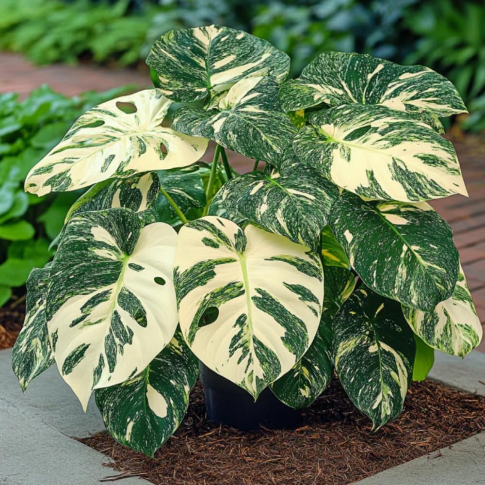 Constellation Monstera Plant Live, Rare Variegated Foliage Monstera, Live Indoor Philodendron Houseplant for Planting, 4-7 Inch Tall
