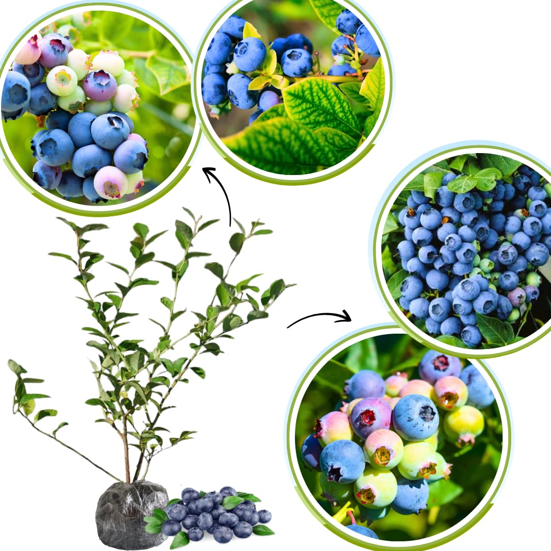 1 Legacy Blueberry Bush Live Plant, Blueberry Plant Live for Planting Outdoor, 5-9 Inch Blueberry Fruit Trees
