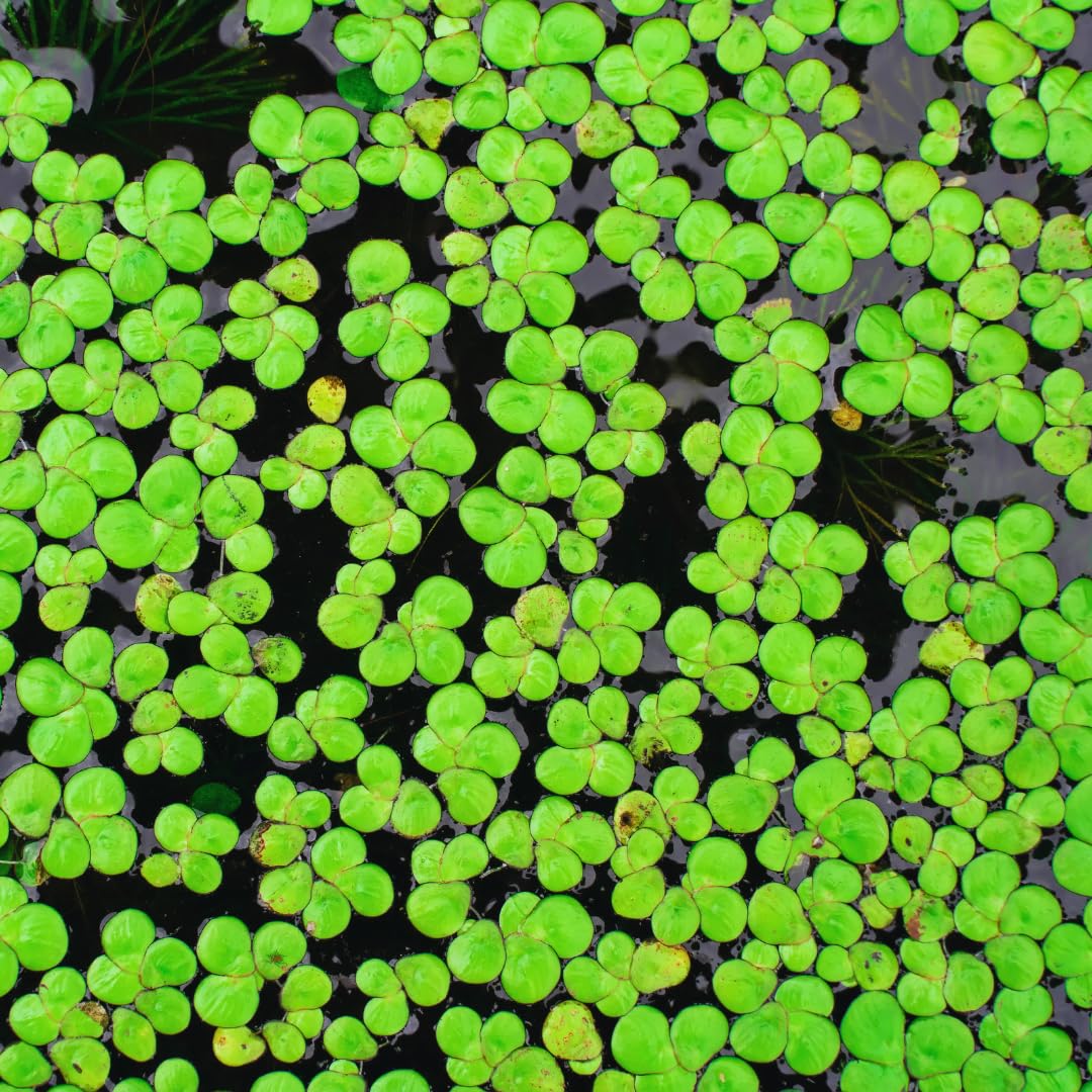 2000 Duckweed Plants Live, Aquarium Plant Live, Duckweed Live Plants Floating Aquarium Plant