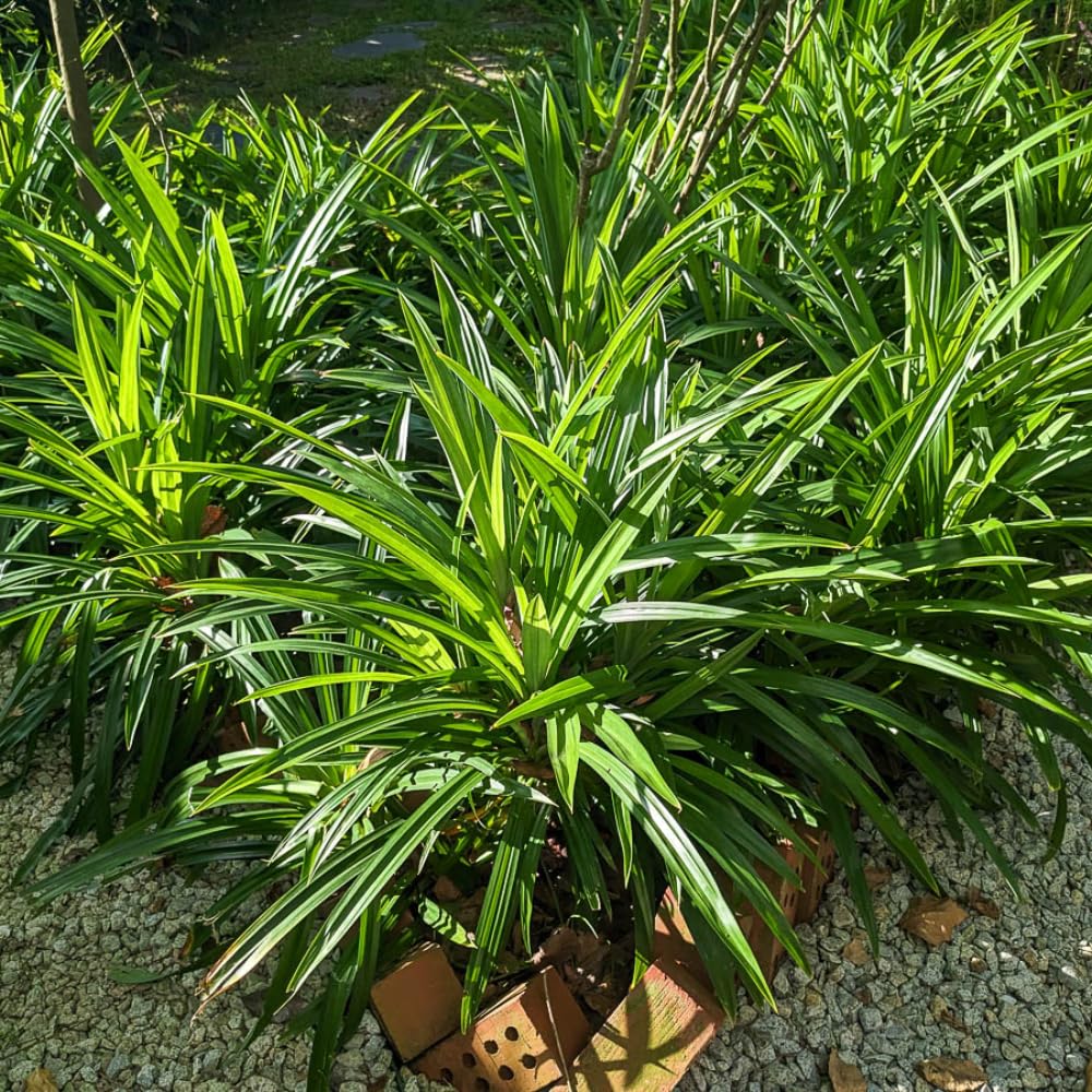 Pandan Plant Live, Fragrant Pandan Herb for Outdoor Garden, 4 to 6 Inches