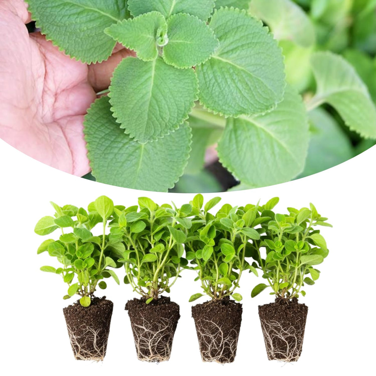 4 Cuban Oregano Herb Plants Live, 4-6” Tall, Oregano Plants Live Well-Rooted for Easy Growing