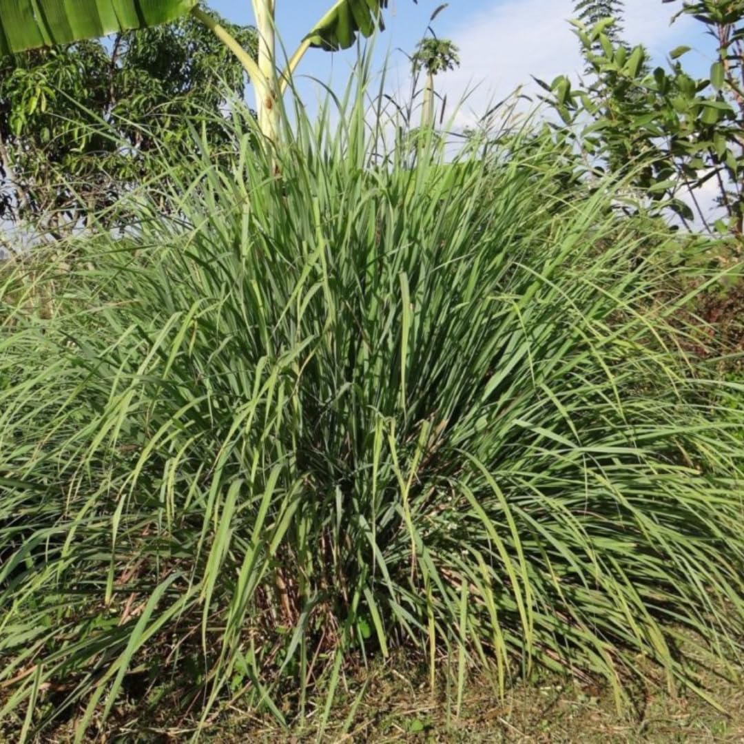 4 Live Lemongrass Plants Stalks, Lemon Grass Plants Well-Rooted, Lemongrass Live Plant Outdoor, No Pot