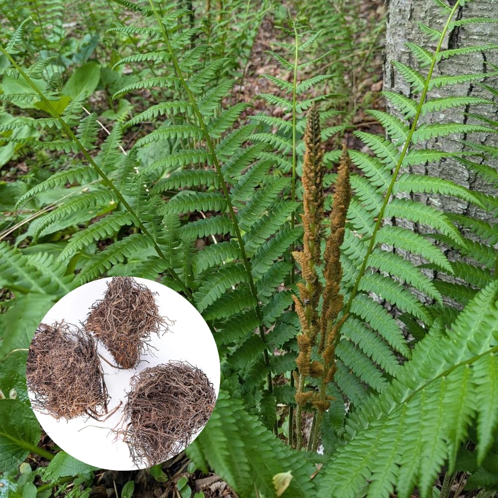 5 Cinamon Ferns Roots Outdoor Indoor, Live Ferns Rhizomes for Outdoors, 3 to 5 Inc Tall for Gardening
