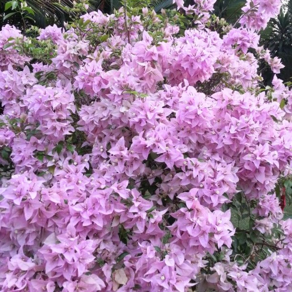 2 Bougainvillea Plants Live, Bougainvillea Flowering Vine Plant, Colorful Climbing Plants for Indoor Outdoor Garden 4-7 Inches (Lavender)