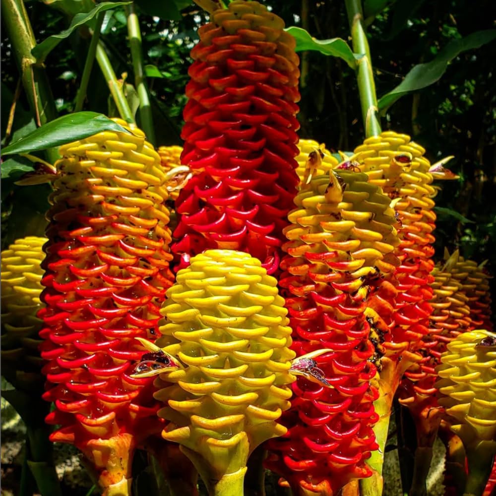 8 Awapuhi Shampoo Ginger Roots for Planting, Ginger Rhizomes Zingiber Zerumbet, Hawaiian Ginger Lily Plants for Perennial Growing