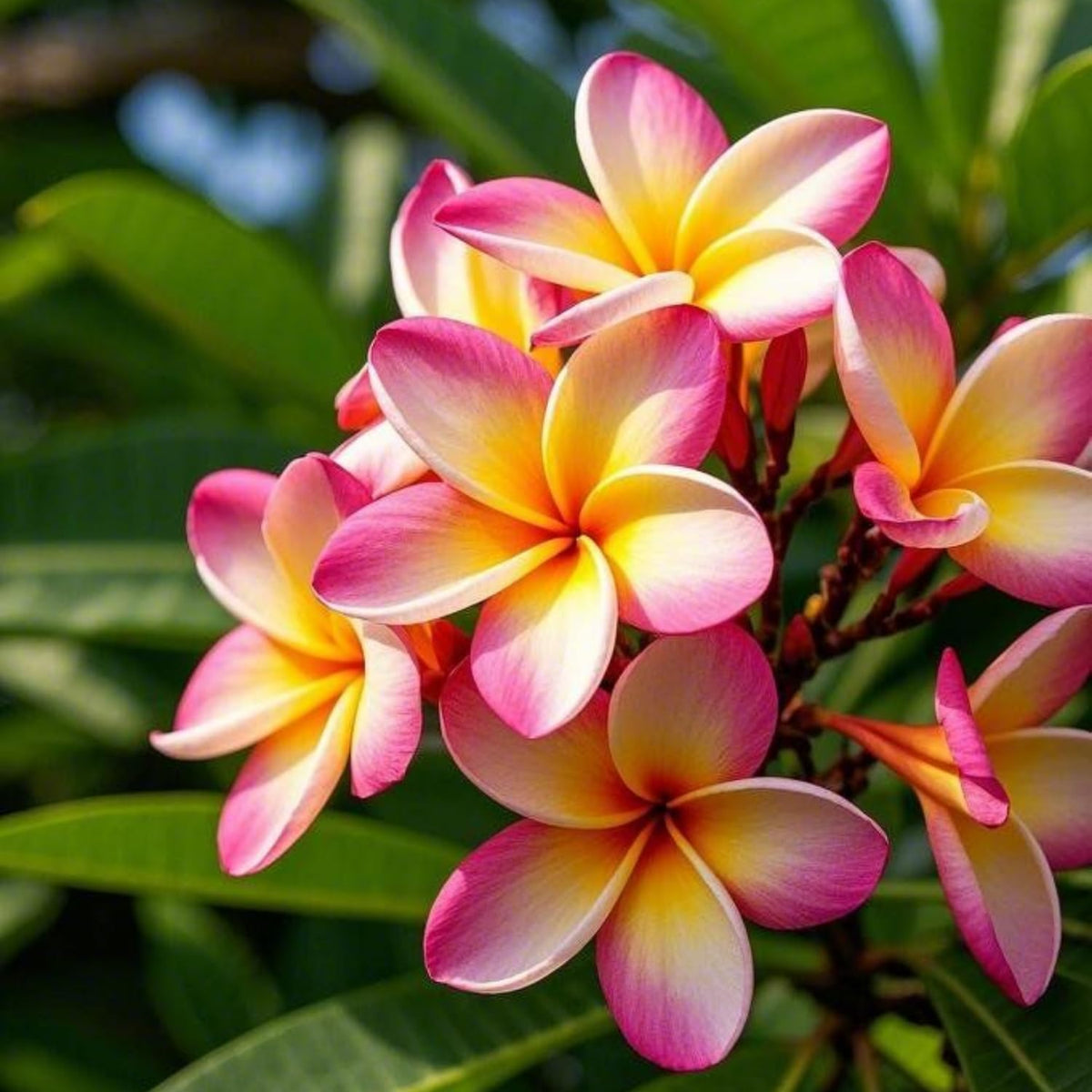 2 Pink Plumeria Cuttings for Planting, Frangipani Flower Cutting, Tropical Flowers Plant for Outdoor Garden, Patio Containers or Indoor Growing