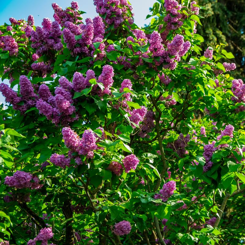 Common Lilac Plant, Hardy Purple Lilac Bushes in 4 Inch Pot, Fragrant Spring Blooms for Indoor Outdoor Planting, Dormant in Winter