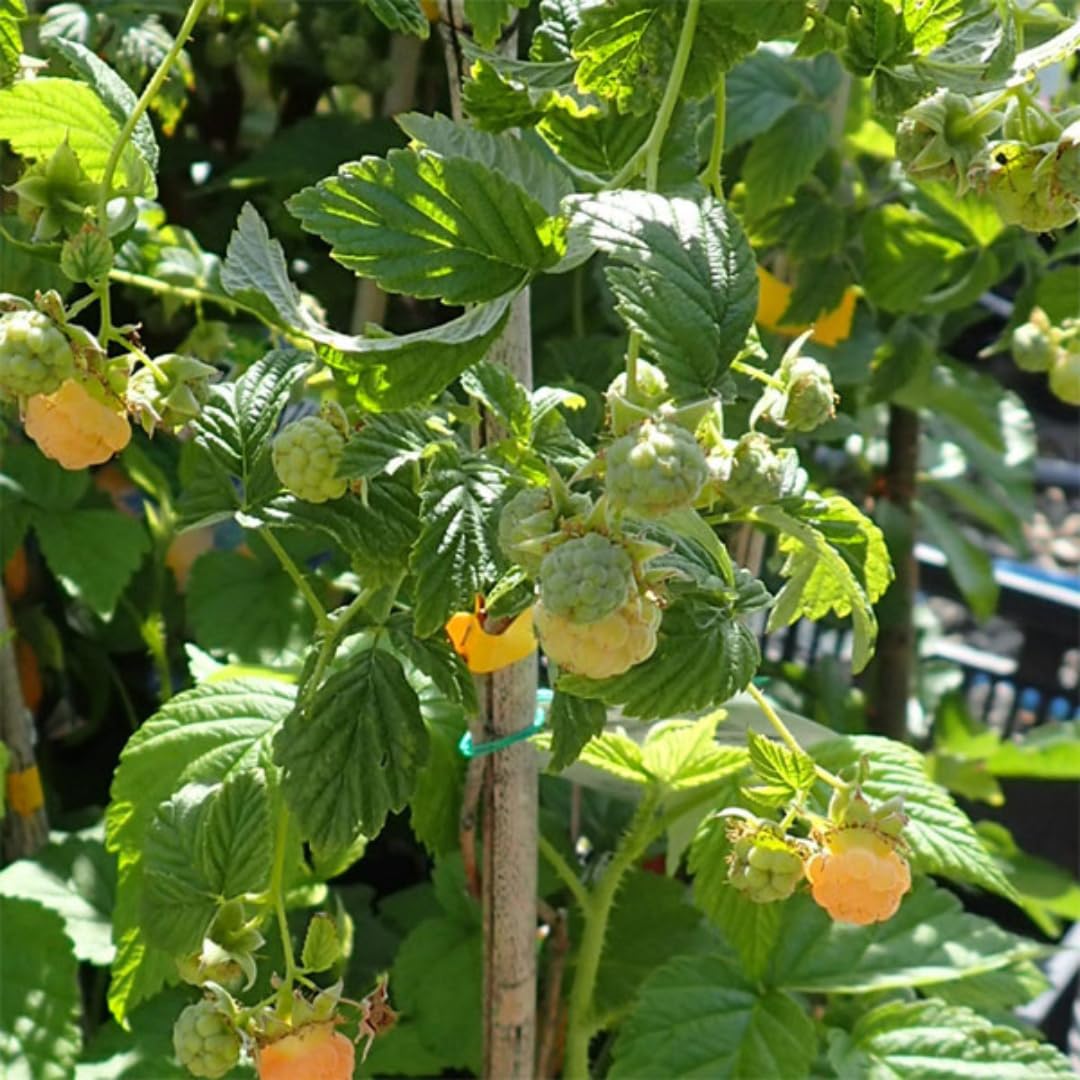 Set of 2 Raspberry Plants Live, Raspberry Bushes, Raspberries Plant, 4 to 6 Inch in Tall for Growing (Fall Gold Raspberry)